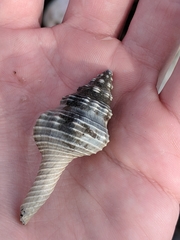 Fasciolariidae