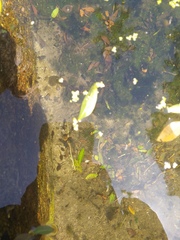 Anura