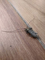 Stromatium longicorne