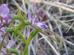 Diuris dendrobioides
