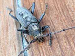 Stromatium longicorne