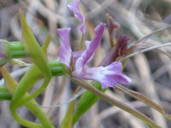 Diuris dendrobioides