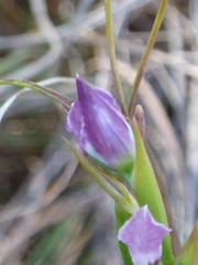 Diuris dendrobioides