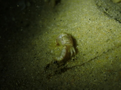 Polyonyx transversus