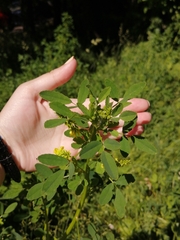 Melilotus officinalis