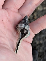Fasciolariidae