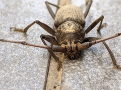 Stromatium longicorne