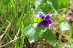 Viola kamtschadalorum