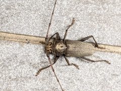 Stromatium longicorne