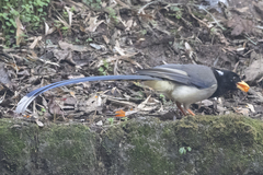 Urocissa flavirostris