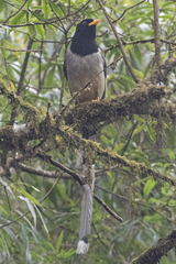 Urocissa flavirostris