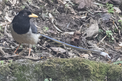 Urocissa flavirostris