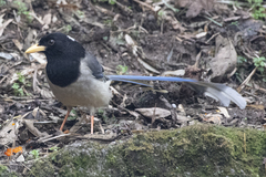 Urocissa flavirostris