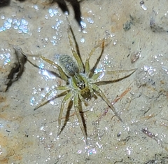 Pardosa pseudoannulata