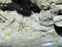 Pardosa pseudoannulata