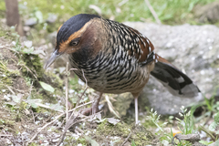 Ianthocincla ocellata