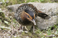 Ianthocincla ocellata