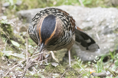 Ianthocincla ocellata