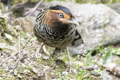 Ianthocincla ocellata