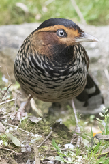 Ianthocincla ocellata