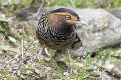 Ianthocincla ocellata