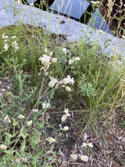 Silene vulgaris