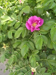 Rosa rugosa