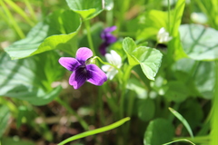 Viola kamtschadalorum