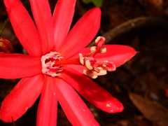 Passiflora glandulosa