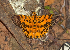 Odina decorata