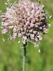 Microbotryum scabiosae