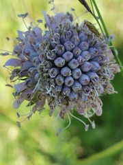 Microbotryum scabiosae
