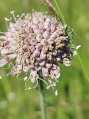 Microbotryum scabiosae