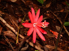 Passiflora glandulosa