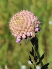 Microbotryum scabiosae