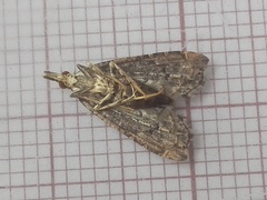 Diplopseustis perieresalis