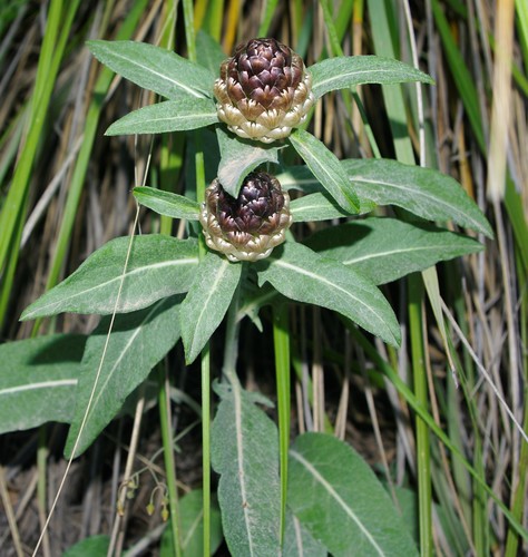 Leuzea conifera image