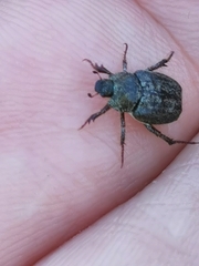Hoplia graminicola