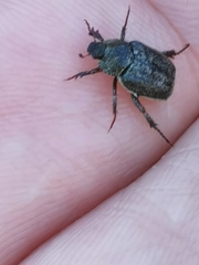 Hoplia graminicola