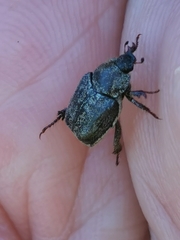 Hoplia graminicola