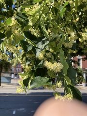 Tilia