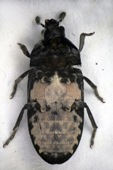 Dermestes murinus