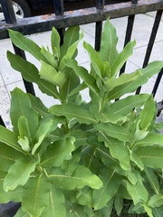 Asclepias syriaca