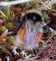 Bombus lapponicus