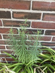 Linaria vulgaris