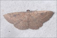 Casbia melanops