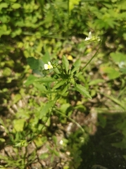 Viola arvensis