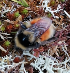 Bombus lapponicus