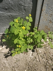 Chelidonium majus