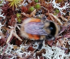 Bombus lapponicus